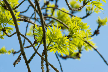 Tree with green leaves