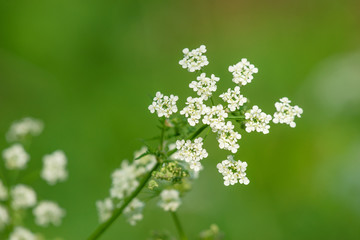 White wildflowers on green background