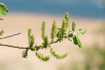 Twig with seeds in the spring