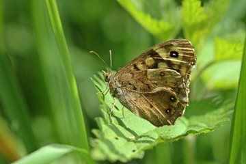 Waldbrettspiel (Pararge aegeria) auf Brennnesselblatt