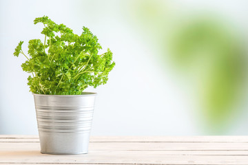 Parsley herbs in fresh green colors