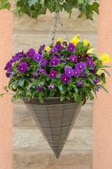 Hornveilchenblühen lila und gelb in dekorativer spitzer Blumenampel 