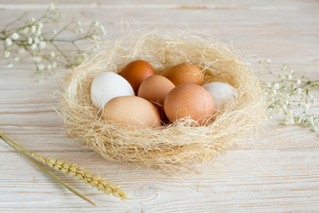 Eggs in a nest