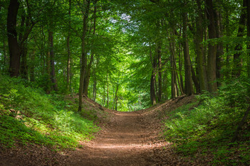 Path in the green forest in the sunlight