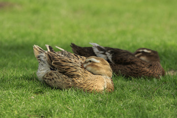 Two ducks lie on a green lawn and put their heads to plumage