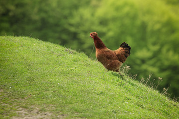 Ginger hen runs up on the green slope of the hill