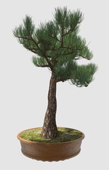 3D Illustration Bonsai Tree Isolated On White
