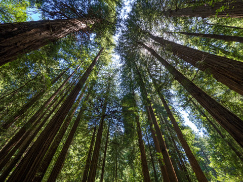 Tall trees in Muir Woods forest