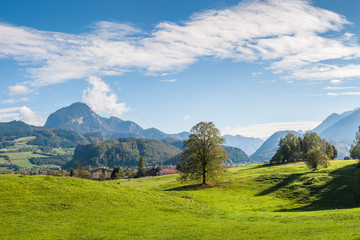 Tree, Mountains and Blue Sky