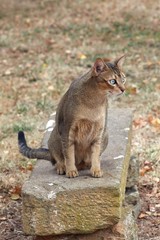 Abyssinian cat 