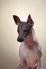 Xoloitzcuintle - hairless mexican dog breed