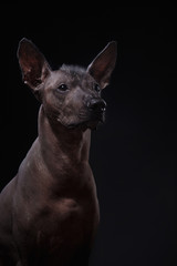 Xoloitzcuintle - hairless mexican dog breed