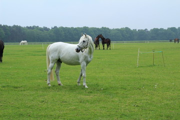 Obraz premium Wunderschöner Schimmel auf der Pferdekoppel