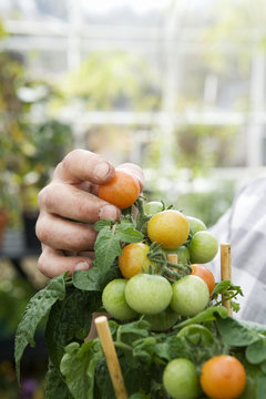 Tomatoe plant in a greenhouse.