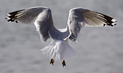 Funny photo of the gull from the back