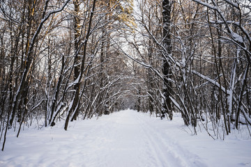 Deserted path in the woods in winter.