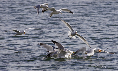 Lucky gull has taken the food