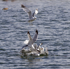 Photo of the gull's fight