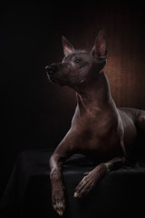 Xoloitzcuintle - hairless mexican dog breed