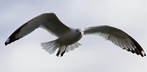 Beautiful background with the gull flying
