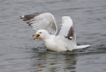 Fototapeta na wymiar Beautiful photo of the screaming expressive gull in the water