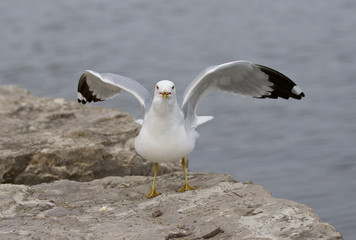 Funny image with the gull on the shore