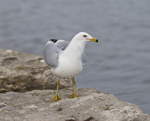Funny picture with the serious gull near the water