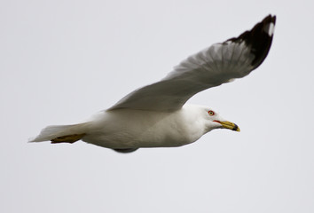 Beautiful isolated image with the gull in flight
