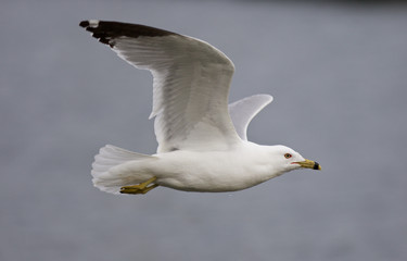 Beautiful isolated image with the gull in flight