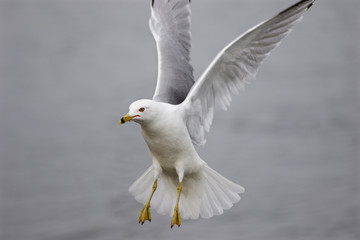 Beautiful isolated photo of the flying ring-billed gull