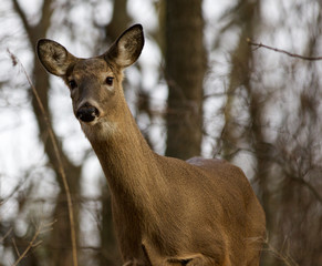 Beautiful picture with a deer in the forest