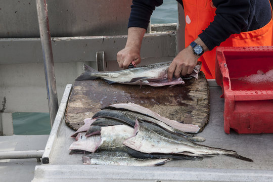 Fischer filetiert frisch gefangenen Fisch auf dem Kutter