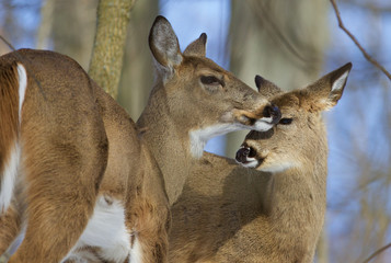 Fototapeta premium Beautiful pair of the wild deers