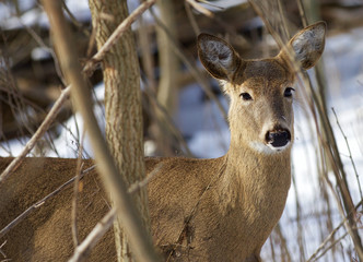 Beautiful background with the very cute wild deer