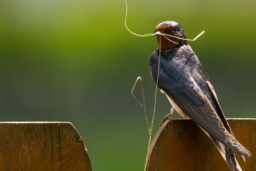 Barn swallow (Hirundo rustica) with nesting material