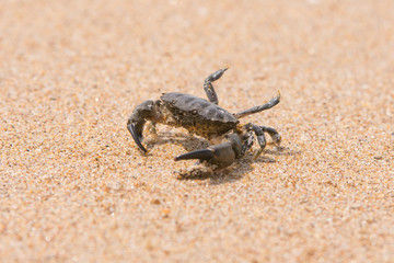 Little sea crab on the sand