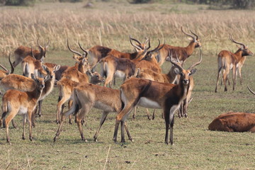 Naklejka na ściany i meble Sambia: Antilopen in den Bengweulu Sümpfen