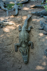 Journey in Thailand. Animal crocodile 