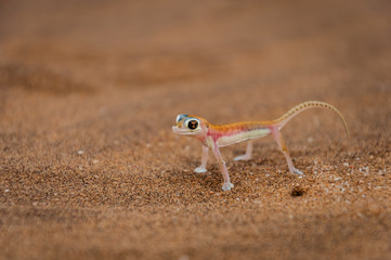 Wüstengecko; Palmatogecko rangei; Namibwüste; Namibia