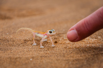 Wüstengecko; Palmatogecko rangei; Namibwüste; Namibia