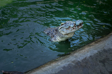 Journey in Thailand. Animal crocodile 