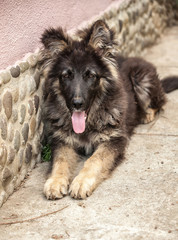 puppy of a sheep-dog