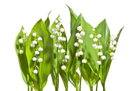 Bukiet pachnących konwalii na białym tle.
Kwitnące świeże konwalie  wyizolowane na białym tle.