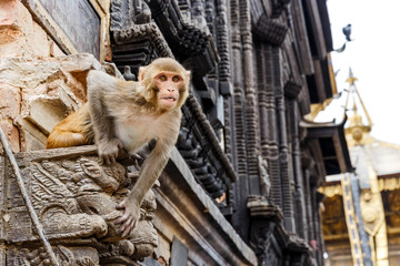 Fototapeta premium Rhesus monkey sitting on the wall