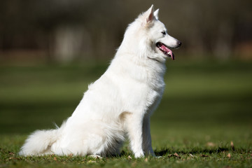 Samoyed dog outdoors in nature