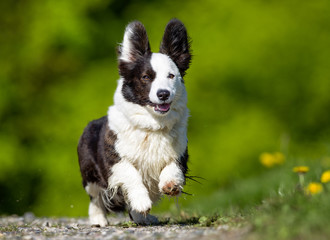 Welsh corgi dog outdoors in nature