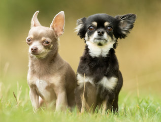 Chihuahua Dog Outdoors