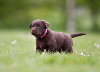 Young labrador retriever puppy