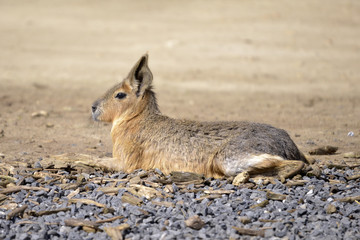 Patagonian mara (Dolichotis patagonum) lying on gravel