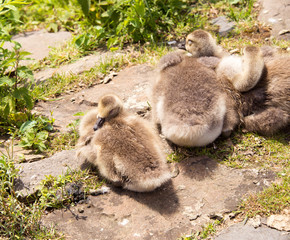 junge Gänse wärmen sich in der Sonne